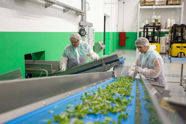 Top 5 stratégies HACCP pour améliorer la sécurité alimentaire